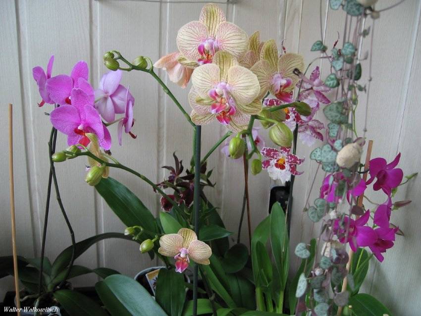 ( Orchideen )