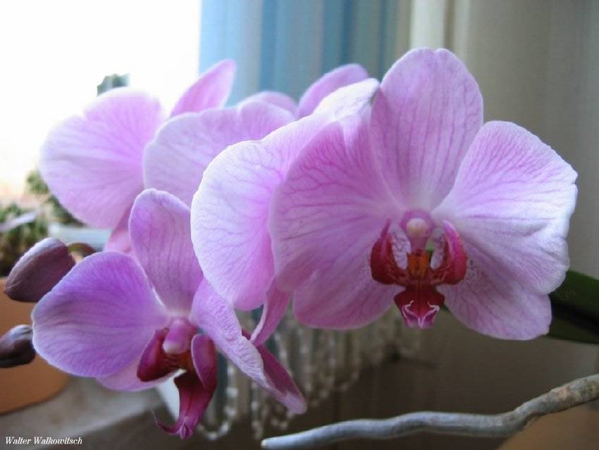 Phalaenopsis Blume ( Orchideen )