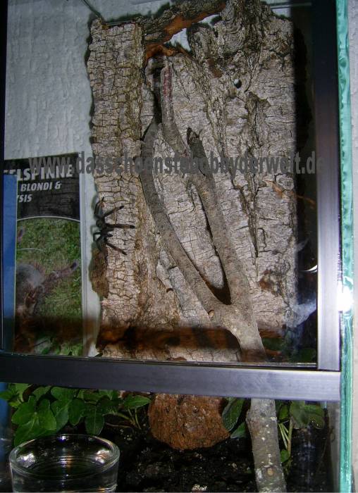 Psalmopoeus irminia