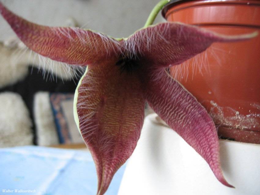 Stapelia ( Aasblume )