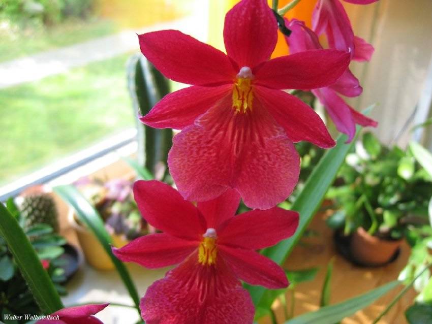 ( Orchideen )